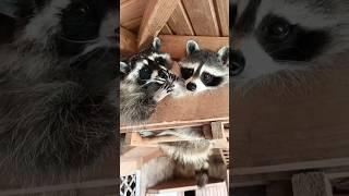  Енотий салон красоты #raccoon #еноты #funnyanimalvideos