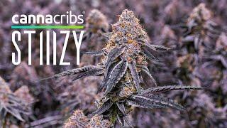 Stiiizy - California’s #1 Cannabis Brand by Volume - Canna Cribs