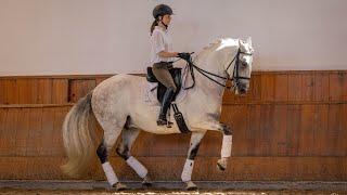 **SOLD** Amateur Friendly Grand Prix Lusitano Gelding (REF#648)