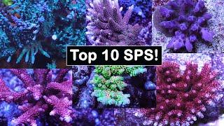 My Top 10 SPS!