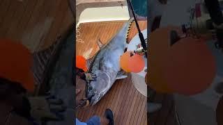 That is one big tuna...@ryangoldenberg_ See more boats: https://www.dailysportfish.com/
