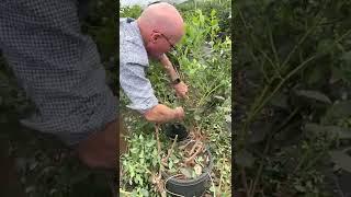 BerryCo Eureka Pruning Video Nov 22