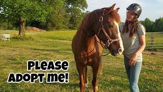 Why Can't This Horse Find a Home??