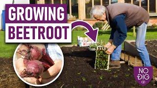Mastering Beetroot: Tips for Successful Early Sowings and Year-Round Harvest