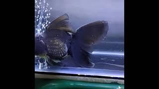 Ikan Mas Koki Black Oranda Rosetail