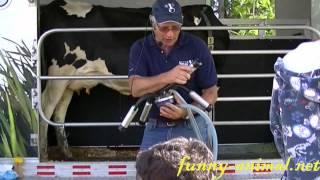 Milk a cow using a milking machine 示范：用机器给牛挤奶