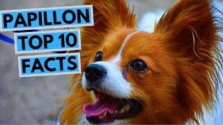 Papillon - TOP 10 Interesting Facts