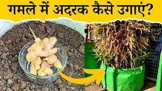 गमले में अदरक कैसे उगाएं? How to grow ginger in pot?