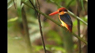 Birding in Singapore-Black-backed/Oriental Dwarf Kingfisher, Lower Peirce Reservoir Oct 2024.