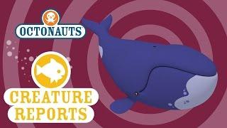 Octonauts - Creature Report: Bowhead Whales  | Sea Education for Kids