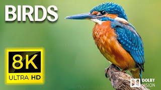 8K WILD BIRDS - The world's largest collection of birds With Nature Sounds - 8K ULTRA HD
