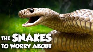 The Worst Snake Bites in Australia Ranked