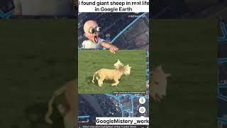 I found big sheep in real life on Google Earth #youtubeshort #earth #viralvideo #shorts #funny