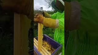 #bee #карника #beekeeper #пчелы #honey