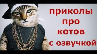 ПРИКОЛЫ ПРО КОТОВ С ОЗВУЧКОЙ. Коты 2020. Смешные коты.
