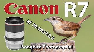 Songbird Photography Canon R7 & RF 70-200 Lens!
