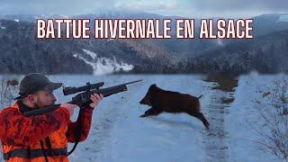 Chasse aux grands gibiers hivernale(sangliers,cervidés...)/Druckjagd auf Wildschwein/Wild Boar hunt