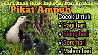 Ampuh Suara Pikat Indukan Dan Anakan Burung Ruak Ruak Langsung Banyak Yang Datang