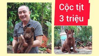 Cộc tịt đỏ 3 triệu - TTT -Thế Thực Tế