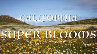 California Super Blooms 2023