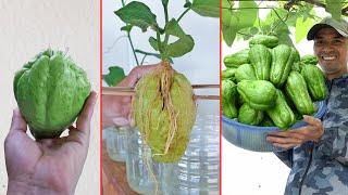 With only 3 chayote fruit, Get a whole rig of chayote laden with fruit, have you tried it?