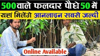 500 वाले फलदार पौधे ₹50 में यहां मिलेंगे | Fruits Plant Nursery | Fruit Plant Variety India | Tree