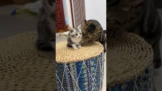 An attractive kitten #catvideos #pet #cat #cute #funny #kitten #cutecat #shorts #fyp