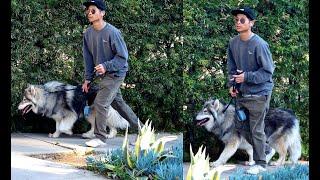 Handsome and So Grown Up!! Pax Jolie Pitt Walking His Incredibly Amazing Dog