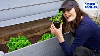 Je prépare mon jardin pour le printemps (MINI SERRE en RÉCUP)