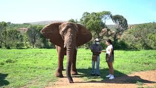 VIVA WILD: The Elephant's Sanctuary