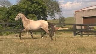 Eufrates do Nico - Lusitano for Dressage