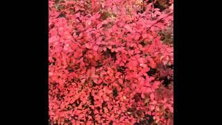 Mind-Blowing Pink Garden Secret Everyone Needs to See!