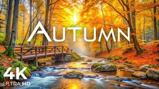 Autumn Scenic Landscape  Beautiful Relaxing Music Stop Overthinking, Stress Relief Music Gentle