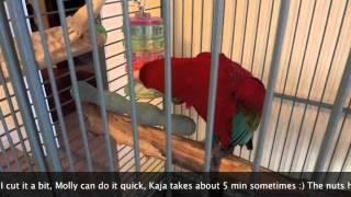 Parrots Foraging Toys