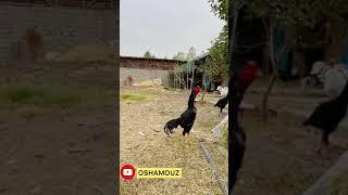 Чистый ОШамо 2021 Февраль Бордовый петушок продаётся OSHAMO Rooster UzbekistanИнстаграм для связи