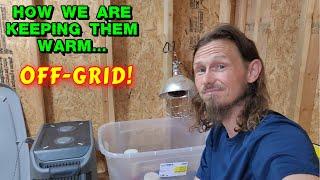 KEEPING CHICKS ALIVE WITH AMPAURA PUREA 3 | chickens, tiny house, homesteading, off-grid, ampaura  |