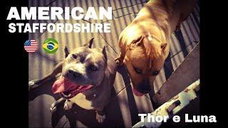 Thor e Luna - American Staffordshire Terrier (instagram - ricardosilva_personal)