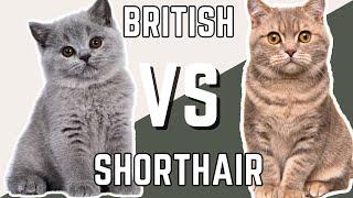 Male British Shorthair VS Female British Shorthair Cat