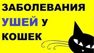 Заболевания ушей у кошек: симптомы, диагностика и лечение