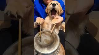 puppy drums!!! #golden #cute #dog #dogs #doglover puppy drums!!!