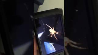 Spiderlings 2: unknown