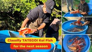 Select Tategoi Koi Fish for the next season at Hosokai Koi Farm, Nisai Koi Harvest