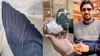 Ustad Mian Hamid champion of lahore b shoq karein pigeons