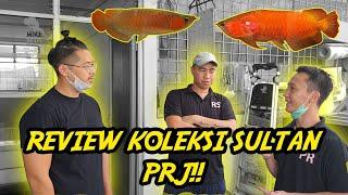 GREBEK RUMAH KOLEKTOR ARWANA SEHARGA RATUSAN JUTA! (ep.1) #MIKEREDAPPROVED