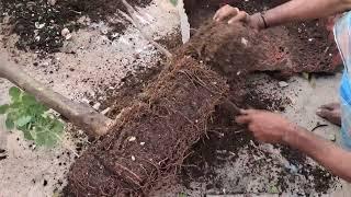 నిమ్మ చెట్టుకి మట్టి మారుస్తుంటే |nartual earthworms|🪱 #trending #garden #ytshorts  #viral