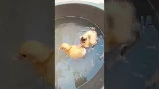 Baby ducks first bath first time swimming cute little baby ducks