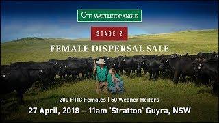 Wattletop Angus Stage 2 Female Dispersal Sale