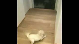 Puppy chasing his own tail