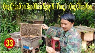 ong chúa non bao nhiều ngày nở _ vòng đời ong chúa non