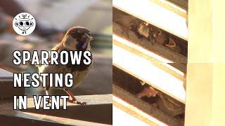 Sparrows Nesting in Building Vent | Urban Wildlife